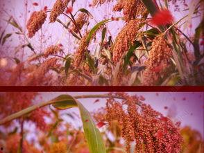 红高粱的创作背景